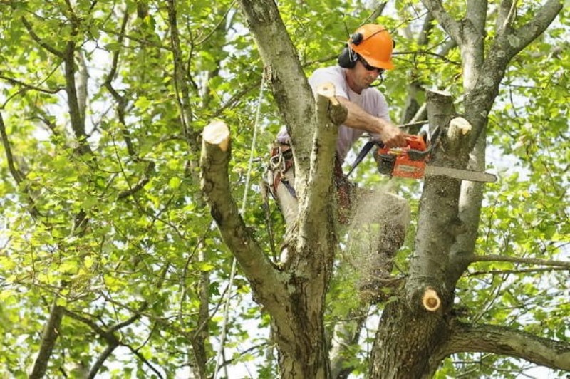 How to approach tree removal