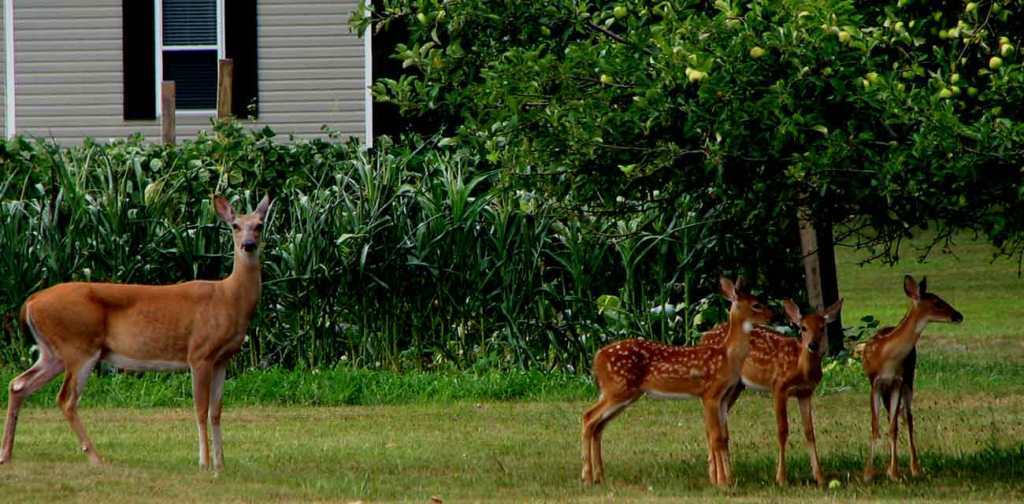 Keep Deer Out Of Your Yard