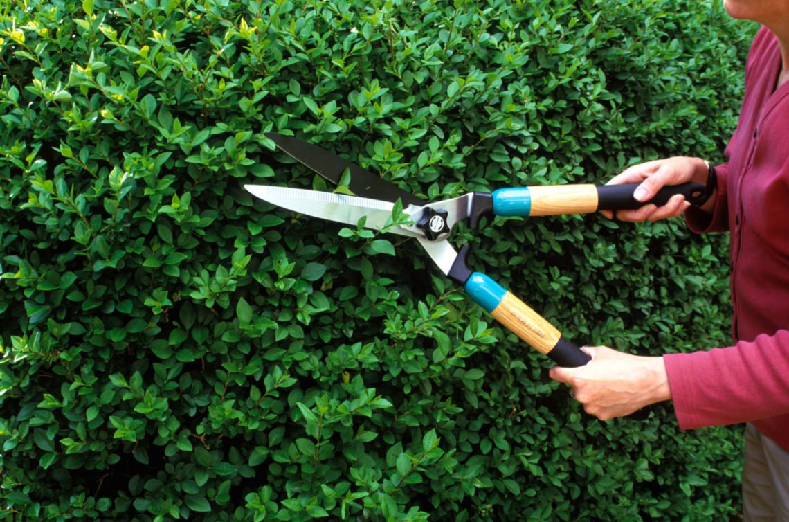 Significant Benefits of Pruning & Trimming for Your Plants - Available ...