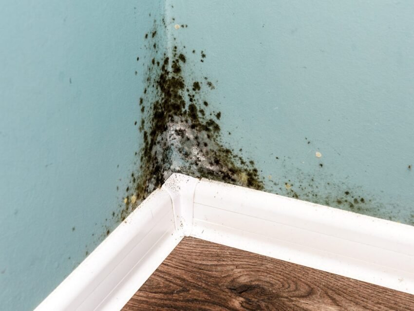 mold-prevention-black-colored-mold-vs-black-toxic-mold-available-ideas